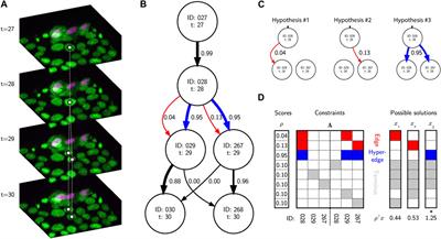 Machine learning enhanced cell tracking